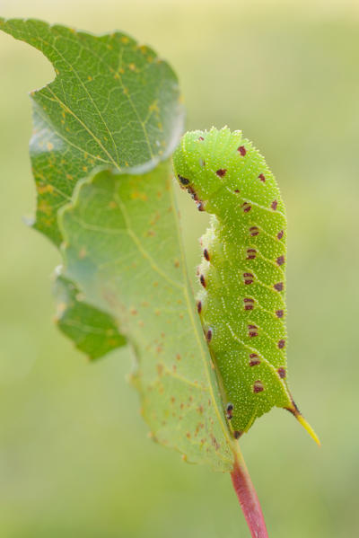 Laothoe populi, Casareggio, Liguria, Vobbia, Italy