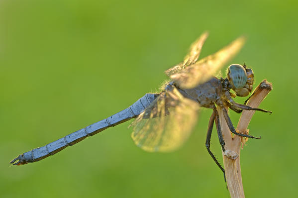 Orthetrum coerulescens, salata, Piedmont, Italy