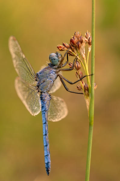 Orthetrum coerulescens, salata, Piedmont, Italy