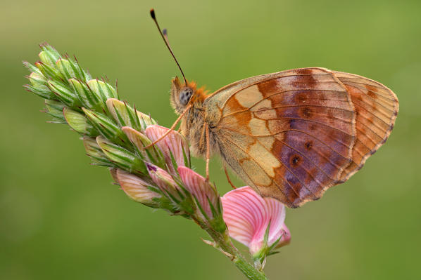 Brenthis daphne, Casareggio, Liguria, Italy