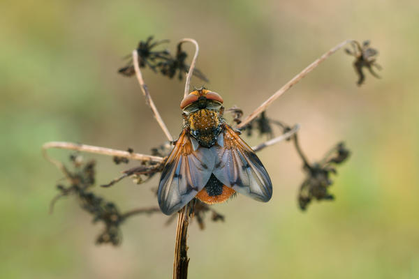 Ectophasia leucoptera, salata, Piedmont, Italy