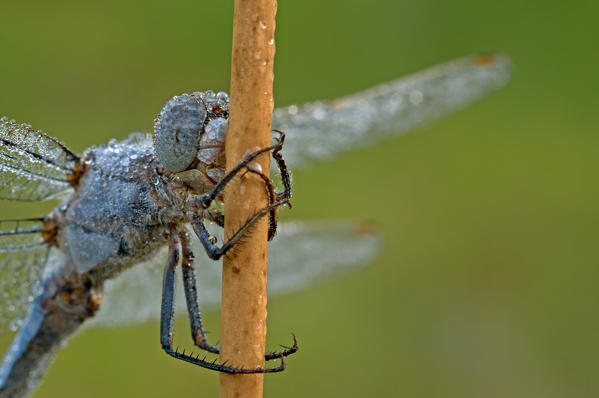 Orthetrum coerulescens, salata, Piedmont, Italy