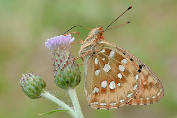 Argynnis aglaja, salata, Piedmont, Italy