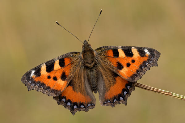 Aglais urticae, Salata, Piedmont, Italy