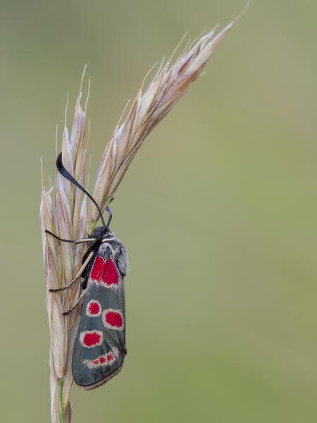 Zygaena carniolica, Vobbia, Liguria, Italy