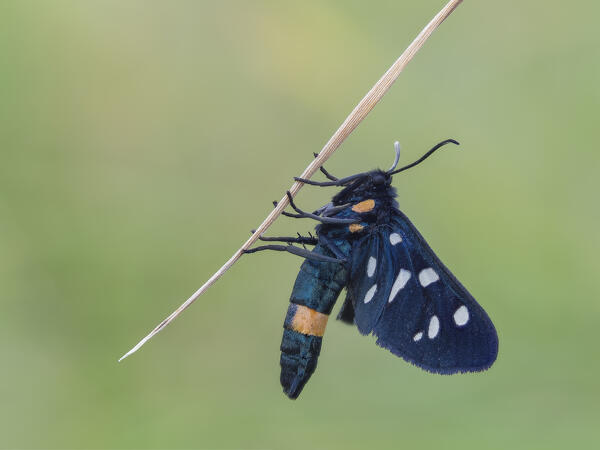 Amata phegea, Liguria, Italy