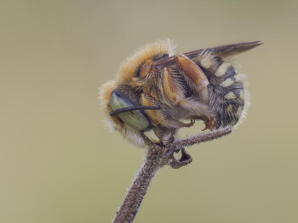 Insect sleeping on the stem, Anthidium, Vobbia, Liguria, Italy