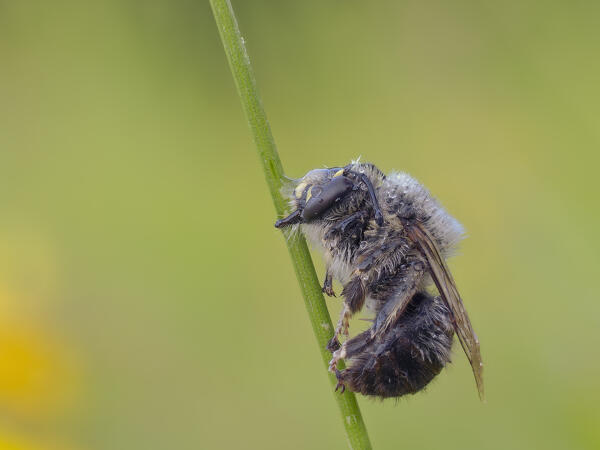 Insect sleeping on the stem, Apinae, Vobbia, Liguria, Italy