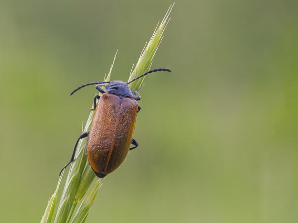 Beetle orange, Chrysomelidae, Vobbia, Italy