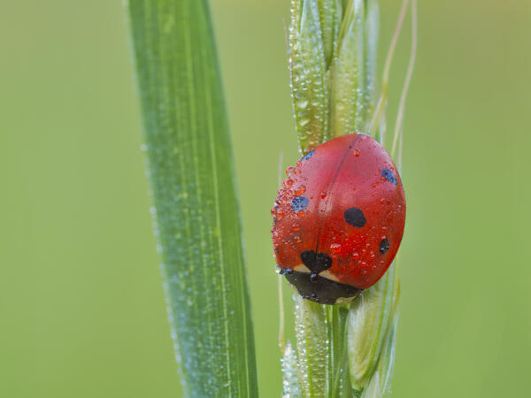 Ladybugs, Bibbia, Liguria, Italy