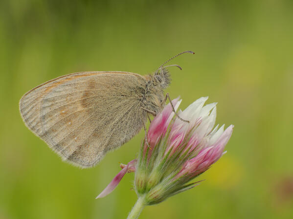 Coenonympha pamphilus, Casareggio, Liguria, Vobbia, Italy