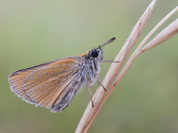 Hesperiidae, Vobbia, Italy