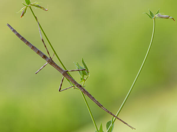 European stick bug, Liguria, Italy