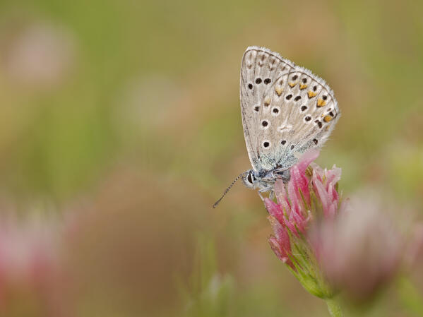 Butterfly, Vobbia, Liguria, Italy