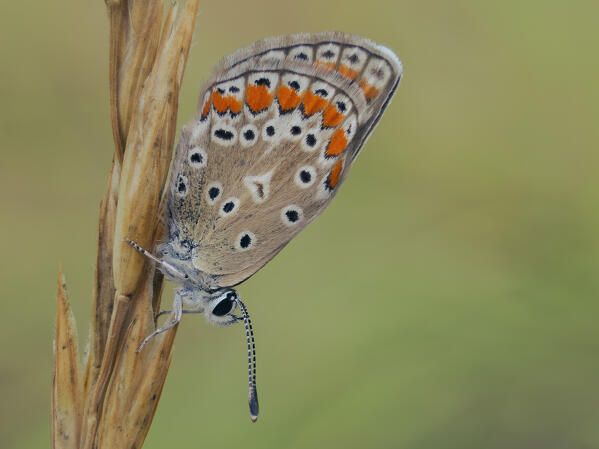 Butterfly, Vobbia, Liguria, Italy