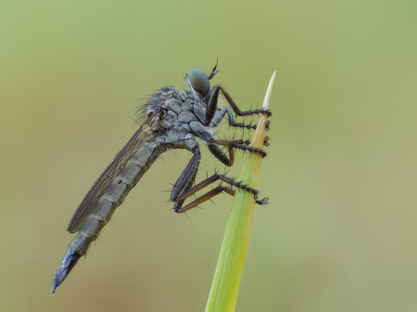 Asilidae, Insect, Liguria, Italy