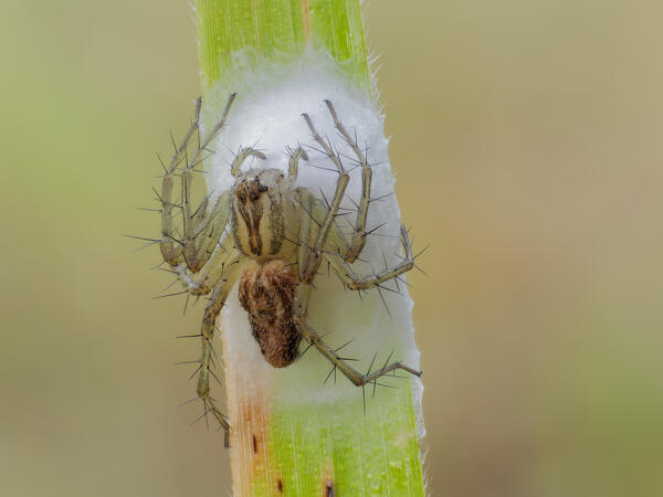 Oxyopes, spider, Vobbia, Italy, Liguria