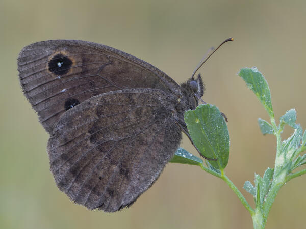 Satyrus ferula, Vobbia, Liguria, Italy