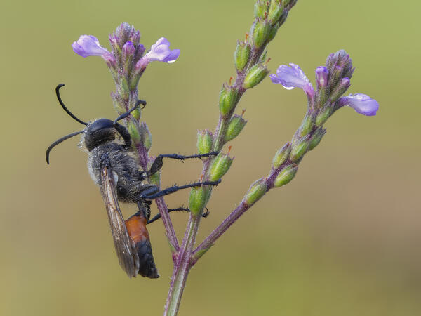 Sphecidae, Casareggio, Liguria, Italy