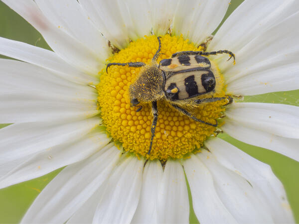 Trichius, Vobbia, Liguria, Italy