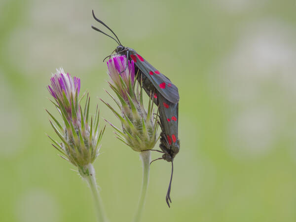 Zygaena on flowers, Vobbia, Liguria, Italy