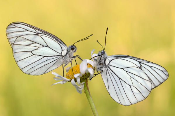 Aporia crataegi, Casareggio, Liguria, Italy