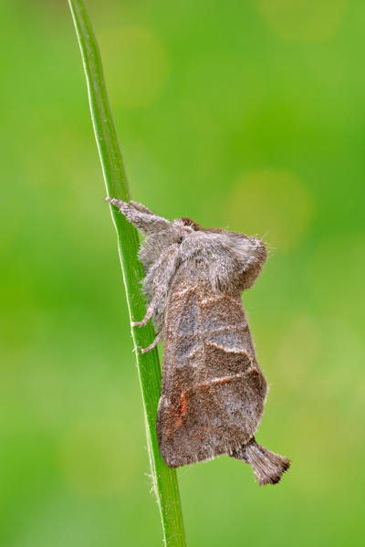 Clostera pigra, Casareggio, Liguria, Vobbia, Italy