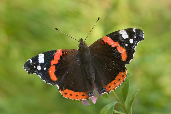 Vanessa atalanta, Casareggio, Liguria, Vobbia, Italy