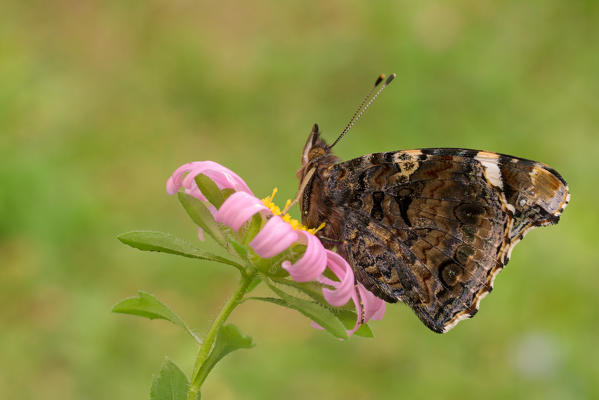 Vanessa atalanta, Casareggio, Liguria, Vobbia, Italy