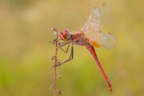 Sympetrum fonscolombii, salata, Piedmont, Italy