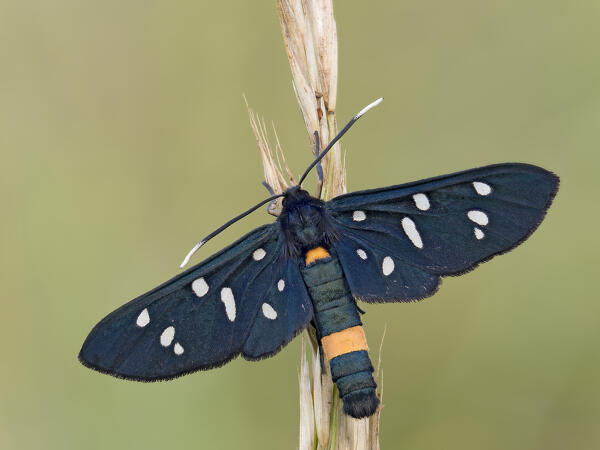 Amata phegea, Butterfly, Liguria, Italy