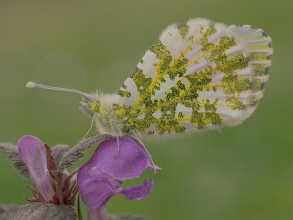 Anthocharis cardamines, Butterfly, Liguria, Vobbia, Genoa 