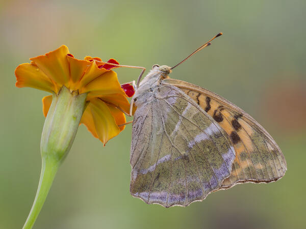 Butterfly, Argynnis paphia, Vobbia, Italy