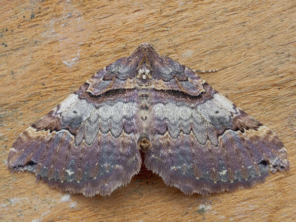 Anticlea vasiliata, Casareggio, Liguria, Italy