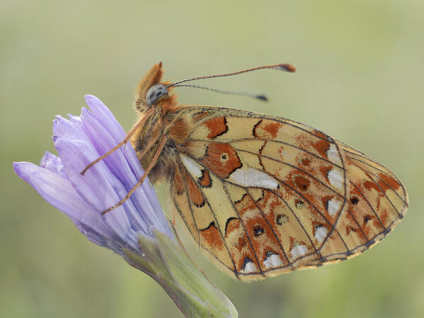 Boloria euphrosyne, Butterfly, Casareggio, Liguria, Italy