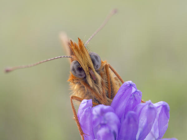 Boloria euphrosyne, Butterfly, Casareggio, Liguria, Italy