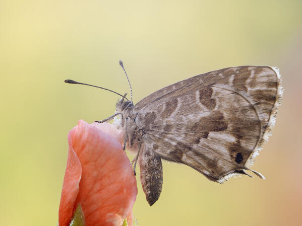 Cacyreus, Geranium bronze, Butterfly, Casareggio, Liguria, Italy