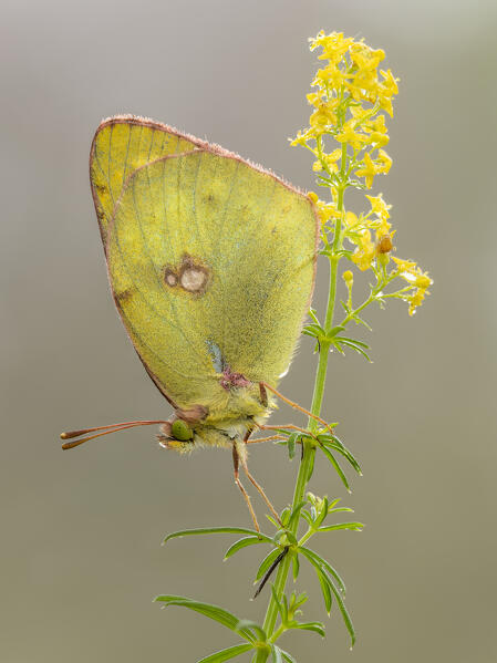 Colias croceus, Liguria, Italy, Genoa