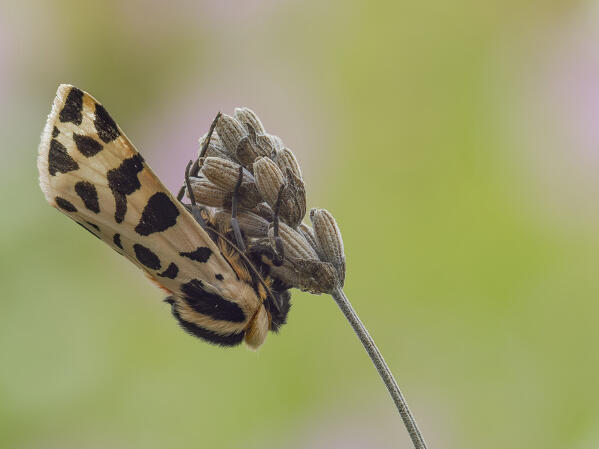 Cymbalophora, Tigris moth, Liguria, Italy, Genoa