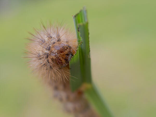 Cymbalophora, Caterpillar, Casareggio, Liguria, Italy