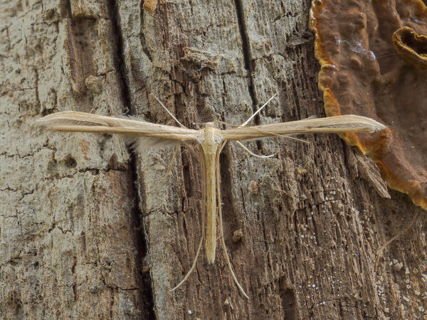 Emmelina, Butterfly, Liguria, Italy