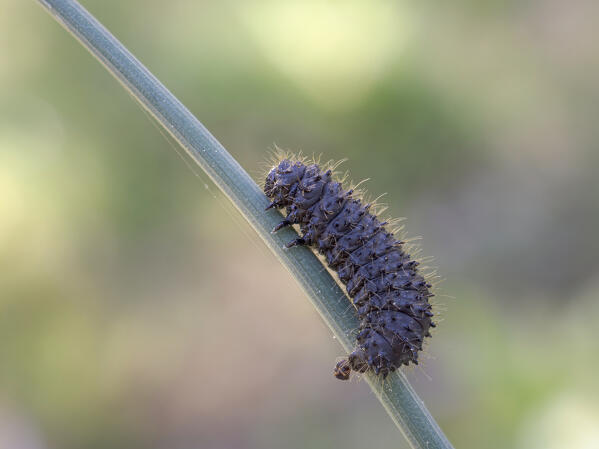 Insect, Liguria, Genoa, Italy