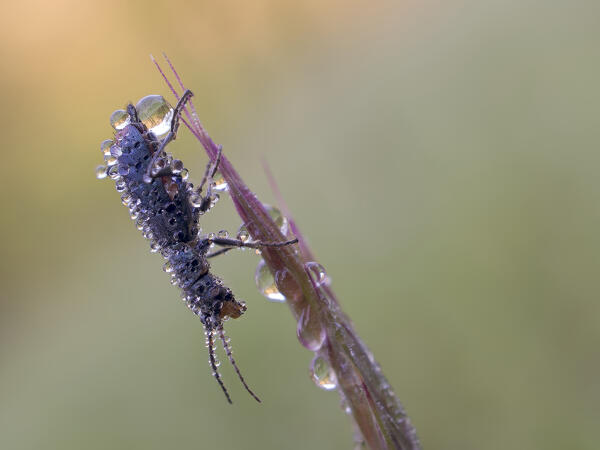 Beetle,  Liguria, Genoa, Italy