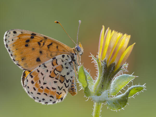 Melitaea didyma, Liguria, Antola, Genova, Italy