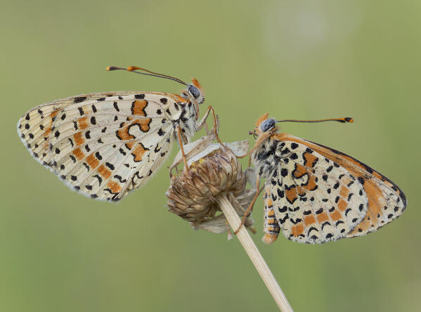 Melitaea didyma male and female, Liguria, Antola, Genova, Italy