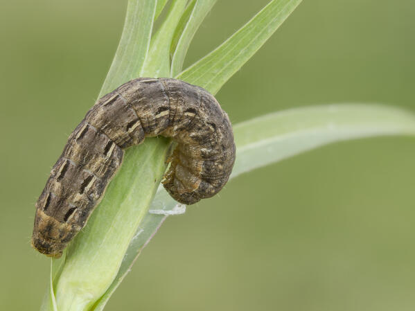 Noctua, Caterpillar, Casareggio, Liguria, Italy