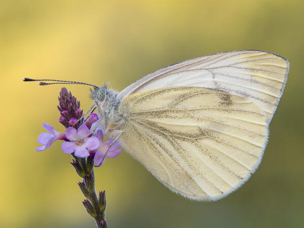 Pieris napi, Butterfly, Casareggio, Liguria, Italy