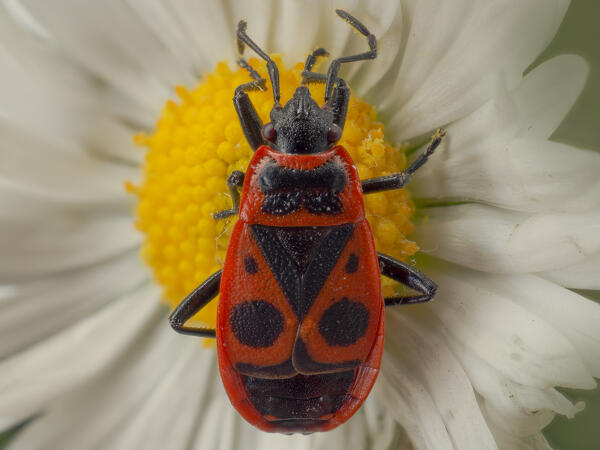 Pyrrhocoris apterus, Beetle,  Liguria, Genoa, Italy