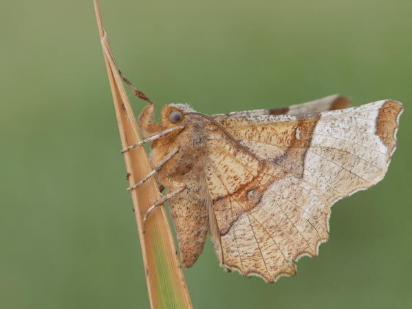 Selenia tetralunaria, Casareggio, Liguria, Italy