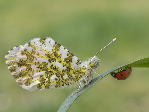 Anthocharis cardamines, Butterfly, Liguria, Vobbia, Genoa 